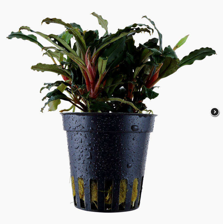 BUCEPHALANDRA SP 'RED' 139A – LumaLight Studio
