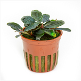 BUCEPHALANDRA SORDIDULA BLUE 139D
