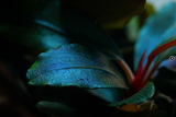 BUCEPHALANDRA SORDIDULA BLUE 139D
