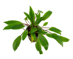 Cryptocoryne undulata broad leaves maceta