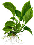 ANUBIAS BARTERI CALADIFOLIA XL 101U XL