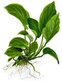 ANUBIAS BARTERI CALADIFOLIA XL 101U XL