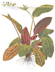 ECHINODORUS OZELOT POTTED 073F