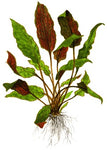 CRYPTOCORYNE WENDTII MI OYA 109D TC