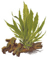 MICROSORUM PTEROPUS XL 008XL