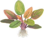 LAGENANDRA MEEBOLDII RED 103