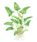 ANUBIAS GRACILIS 101D