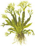 MICROSORUM PTEROPUS WINDELOV 008B