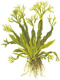 MICROSORUM PTEROPUS WINDELOV 008B