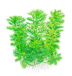 HOTTONIA PALUSTRIS 027 TC
