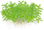 BACOPA MONNIERI COMPACT  044A