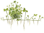 MARSILEA HIRSUTA 010 TC