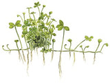 MARSILEA HIRSUTA 010 TC