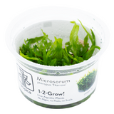 MICROSORUM PTEROPUS NARROW 008A TC