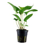 ANUBIAS GRACILIS 101D