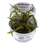CRYPTOCORYNE CRISPATULA 125 TC