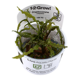 CRYPTOCORYNE CRISPATULA 125 TC