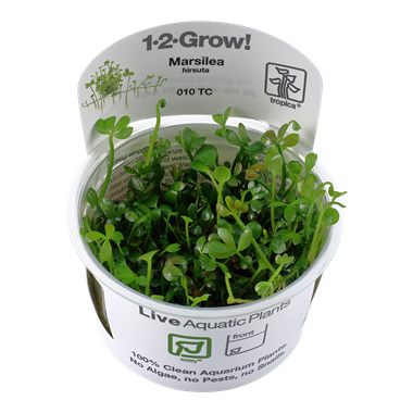 MARSILEA HIRSUTA 010 TC
