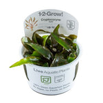 CRYPTOCORYNE NURII 126 TC