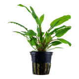 CRYPTOCORYNE WENDTII GREEN (Nacional)