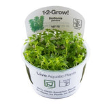 HOTTONIA PALUSTRIS 027 TC