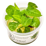 ECHINODORUS GRISEBACHII TROPICA 071E TC