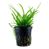 SAGITTARIA SUBULATA 079