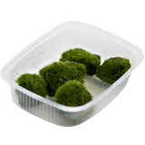 AEGAGROPILA LINNAEL "MARIMO MOSS" 5 PIEZAS 000E POR