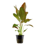 ECHINODORUS OZELOT POTTED 073F