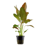 ECHINODORUS OZELOT POTTED 073F