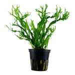 MICROSORUM PTEROPUS WINDELOV 008B