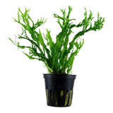 MICROSORUM PTEROPUS WINDELOV 008B