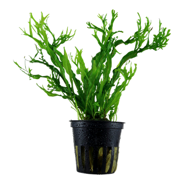 MICROSORUM PTEROPUS WINDELOV 008B