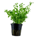BACOPA MONNIERI COMPACT  044A