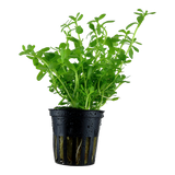 BACOPA MONNIERI COMPACT  044A