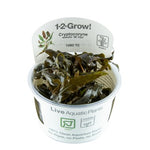CRYPTOCORYNE WENDTII MI OYA 109D TC