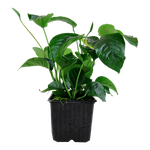 ANUBIAS BARTERI CALADIFOLIA XL 101U XL