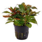 LUDWIGIA GLANDULOSA 035A