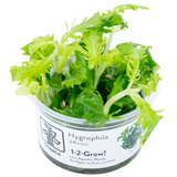 HYGROPHILA DIFORMIS 051 TC