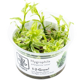 HYGROPHILA POLYSPERMA WHITE 050A TC
