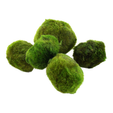 AEGAGROPILA LINNAEL "MARIMO MOSS" 1 PIEZA 000C ST