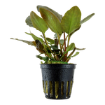 LAGENANDRA MEEBOLDII RED 103