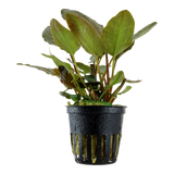 LAGENANDRA MEEBOLDII RED 103