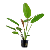 ECHINODORUS BARTHII 072A