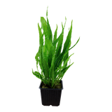 MICROSORUM PTEROPUS XL 008XL