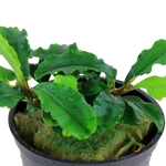 BUCEPHALANDRA PYGMAEA 'Bukit Kelam' 139