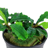 BUCEPHALANDRA PYGMAEA 'Bukit Kelam' 139