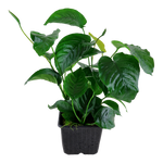 ANUBIAS BARTERI CALADIFOLIA XL 101U XL