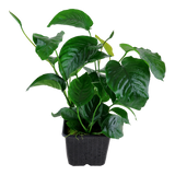 ANUBIAS BARTERI CALADIFOLIA XL 101U XL