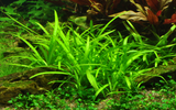 SAGITTARIA SUBULATA 079